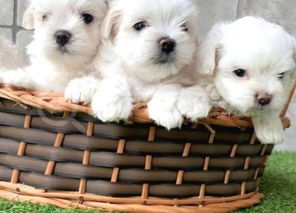 A Kalite Ev Doğumlu Xs Sifir Maltese Terrier