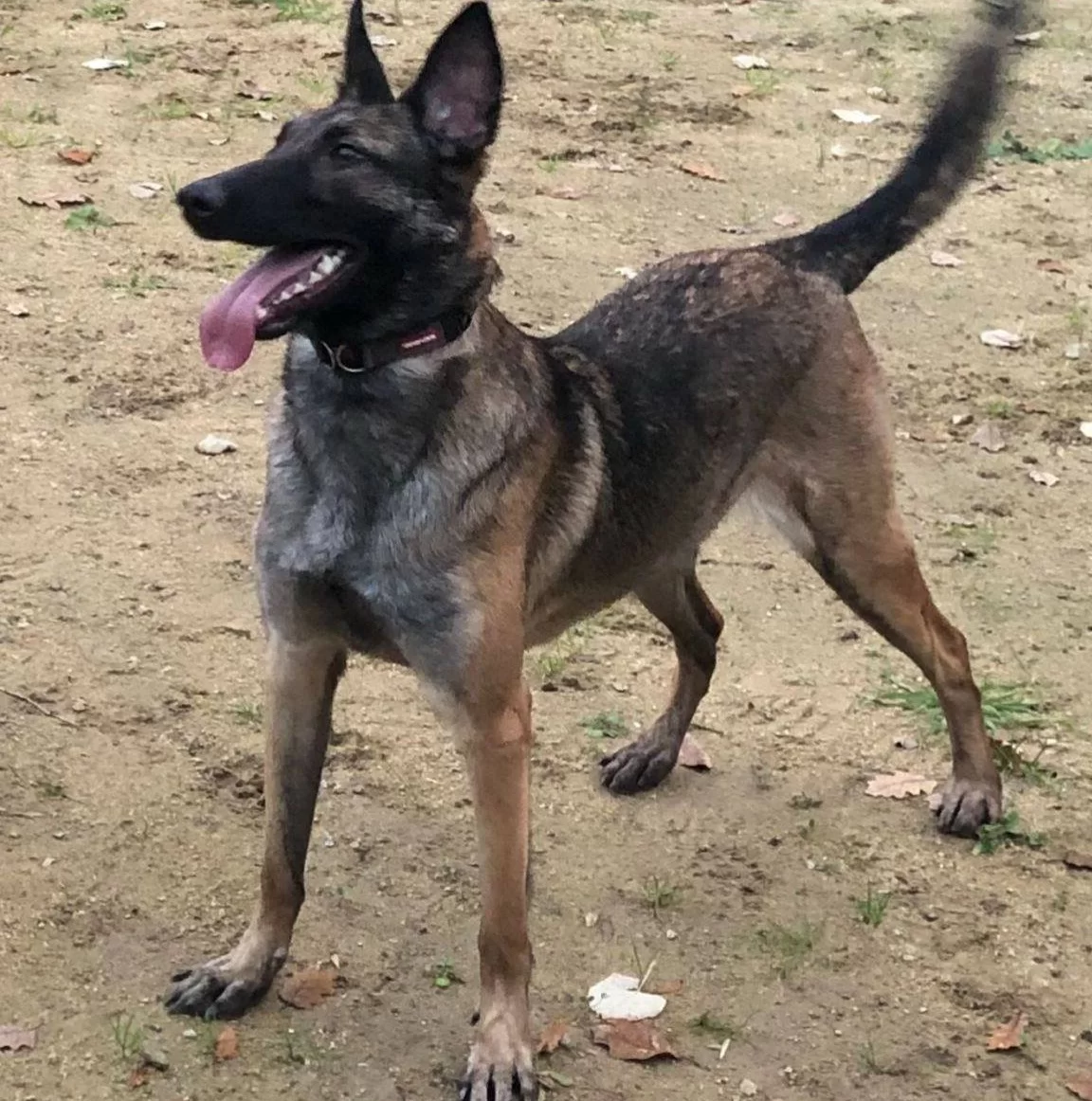 Eğitimli Genç Belçika Malinois Bekçilik Ve Koruma Odaklı