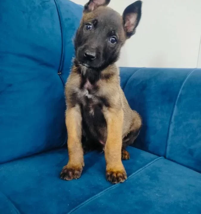 Belçika Malinois Yavruları