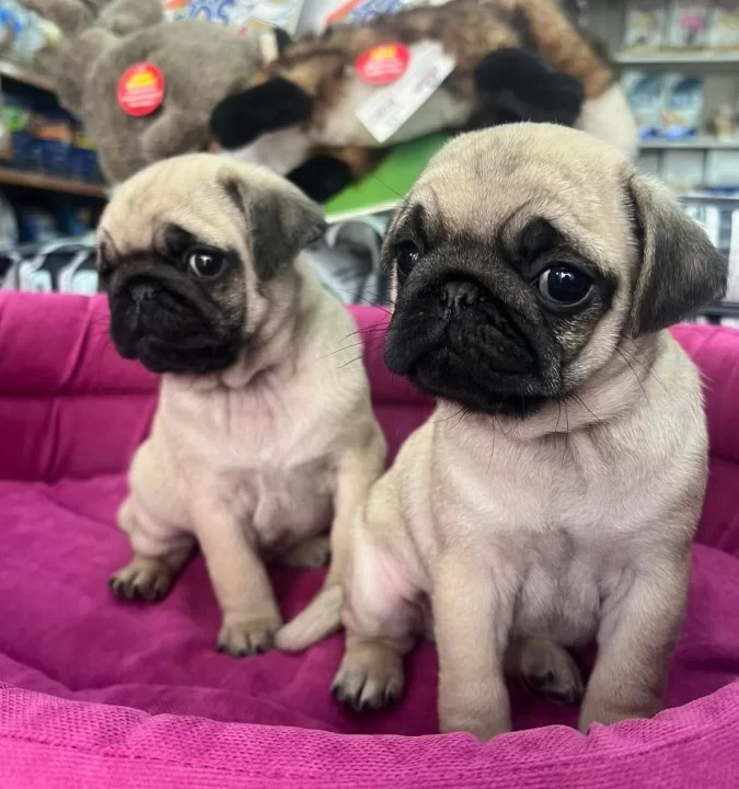 Hamburger Surat Gül Kuyruk Pug Mops