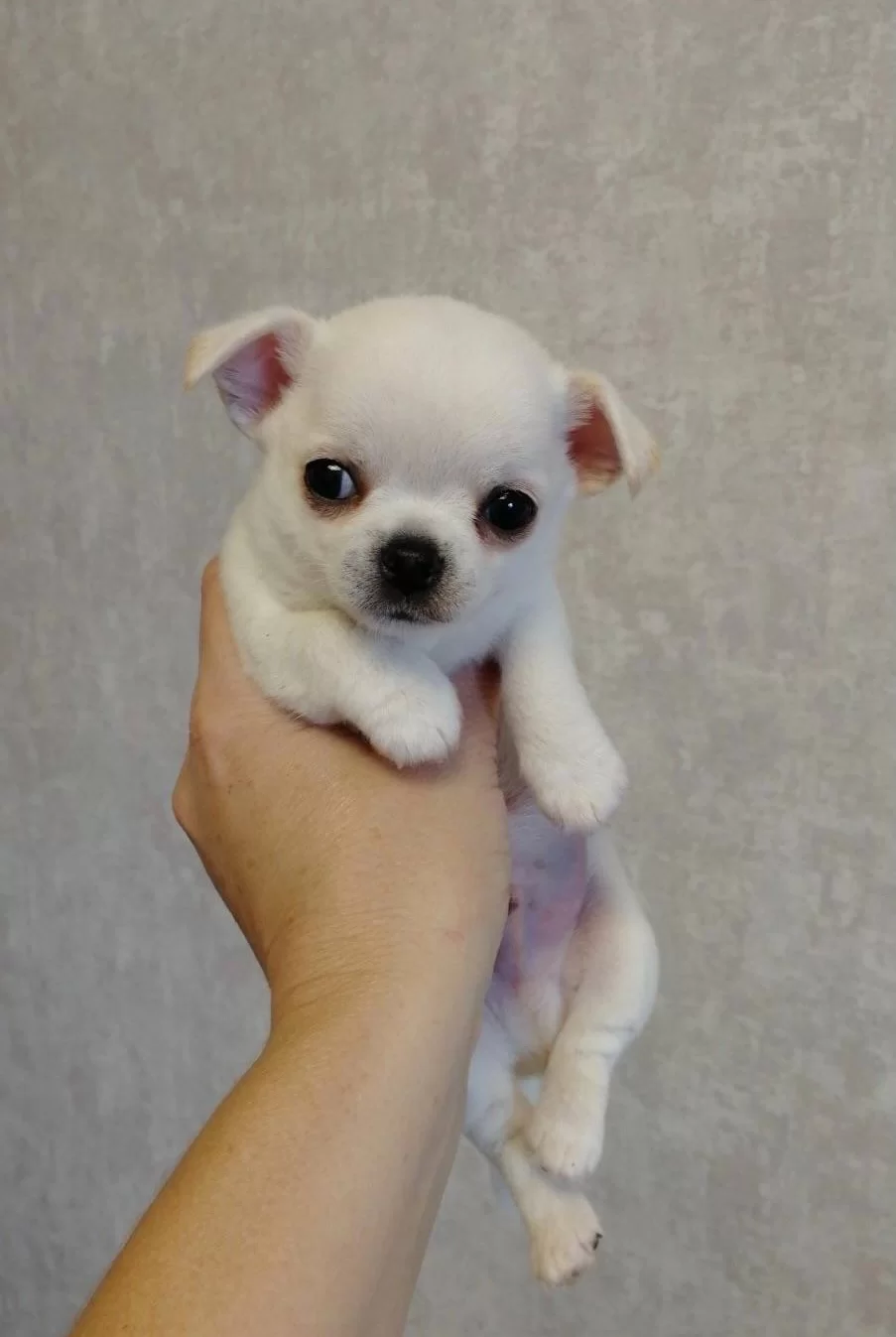 Teacup Cep Boy Chihuahua Bebeklerim
