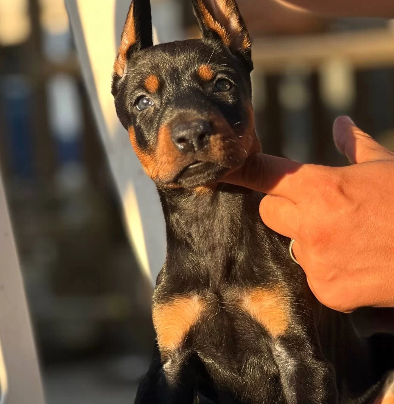 Mükemmel Yapılı Doberman Yavrular