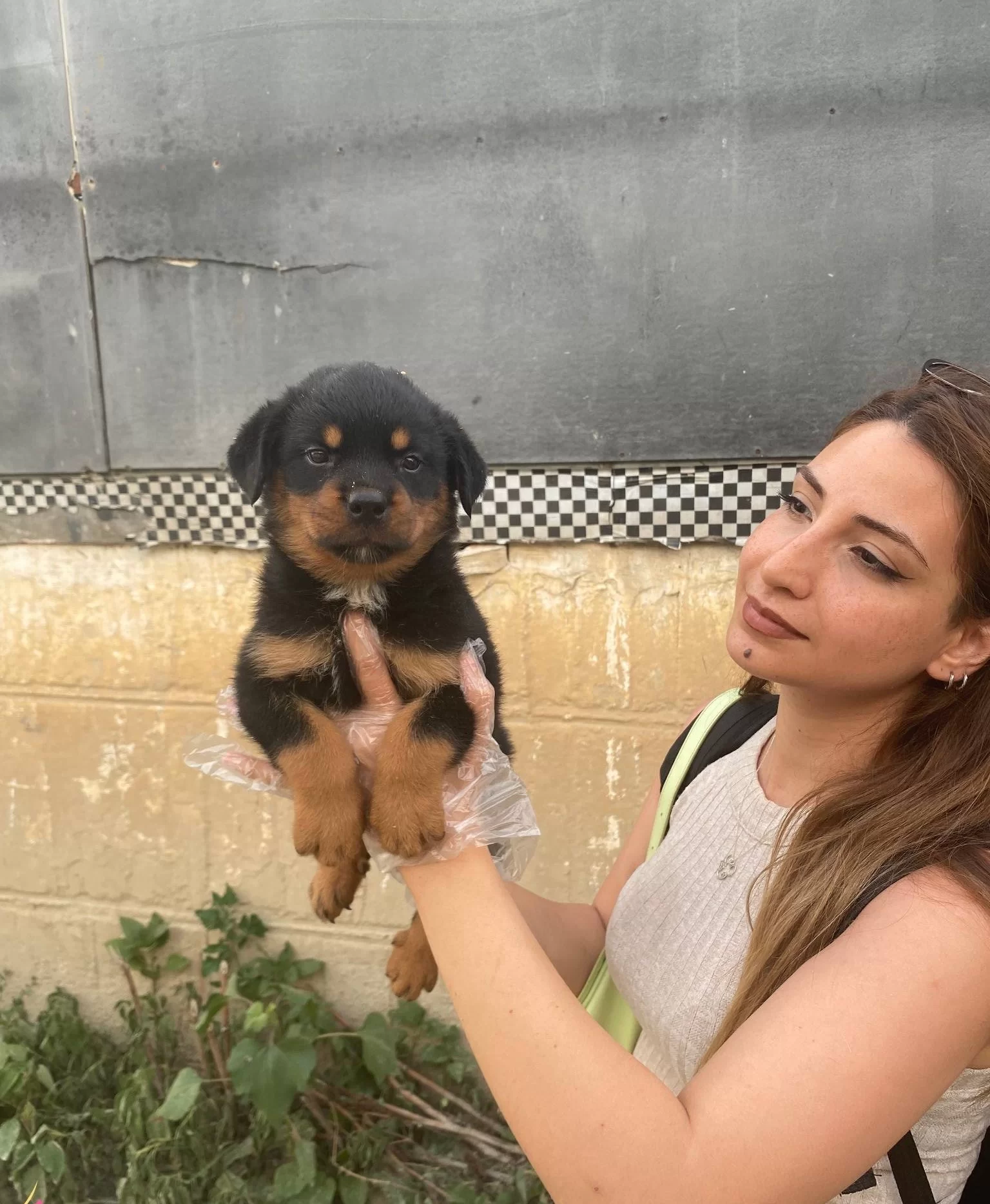 Irk Ve Sağlık Garantili Güzel Rottweiler Yavrularım