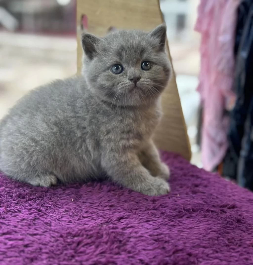 50 Gunluk Dişi British Shorthair