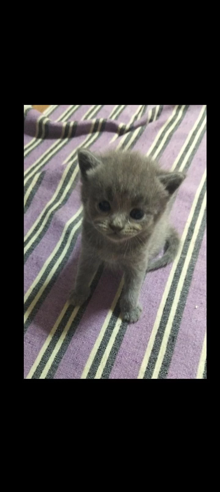 Uygundur Acil Sahiplendirme British Shorthair