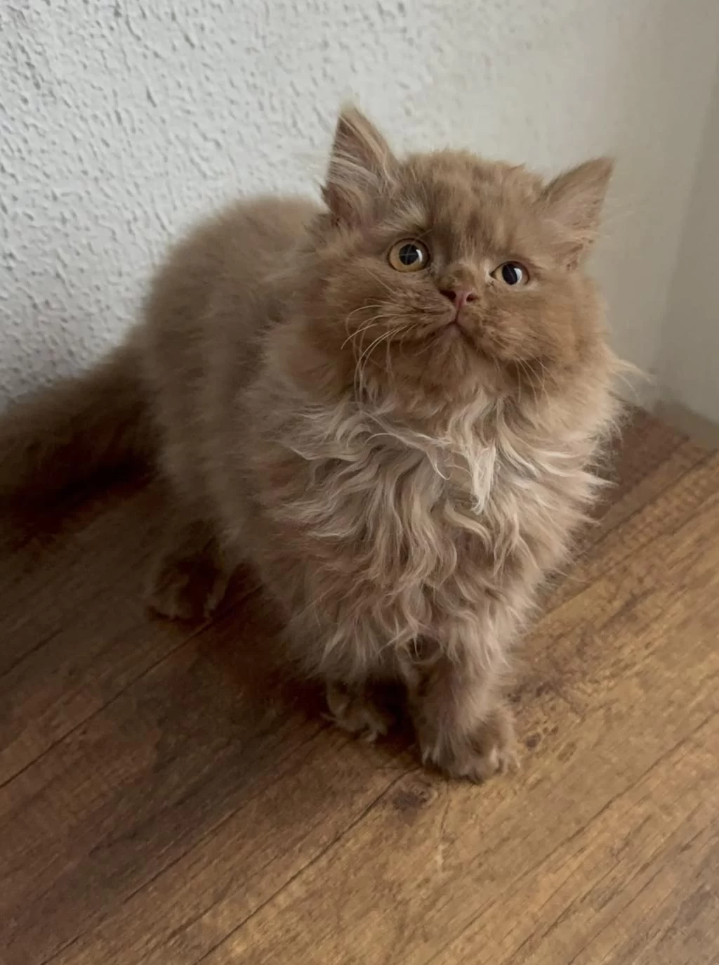 Safkan British Longhair Cinnamon