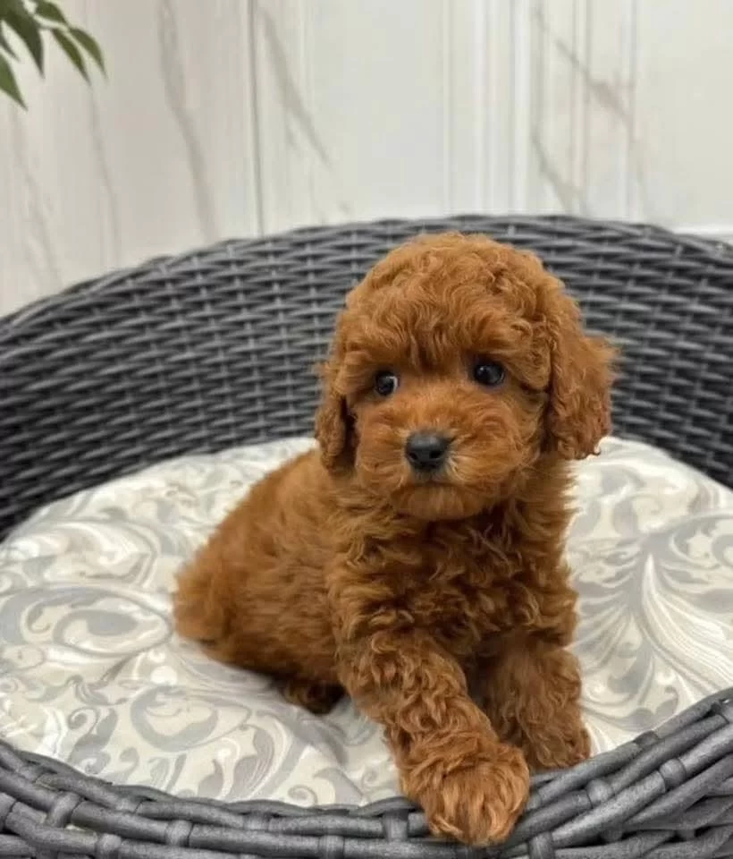 Toy Poodle Kusursuz Yavrular