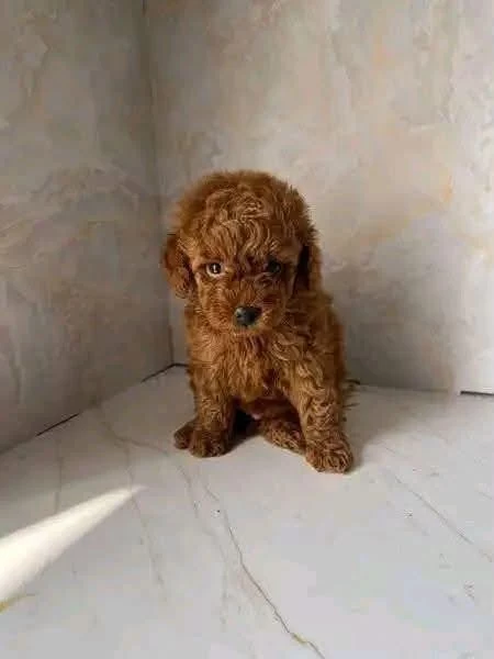 Toy Poodle Yavrularimiz