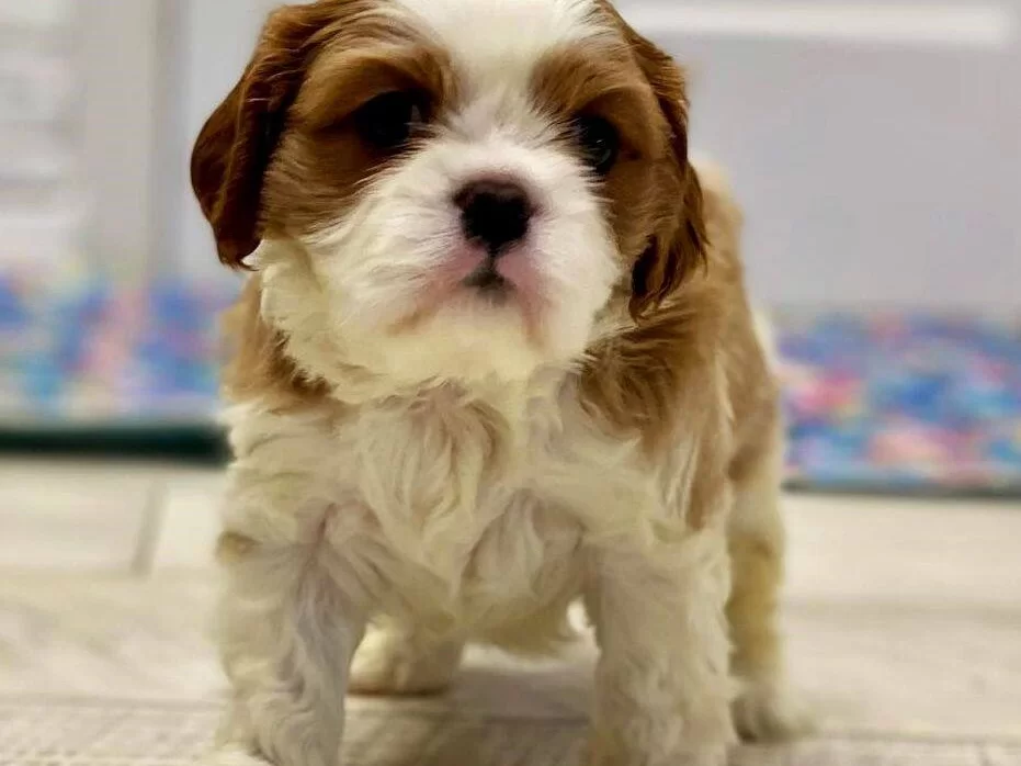 Orijinal King Charles Yavrular