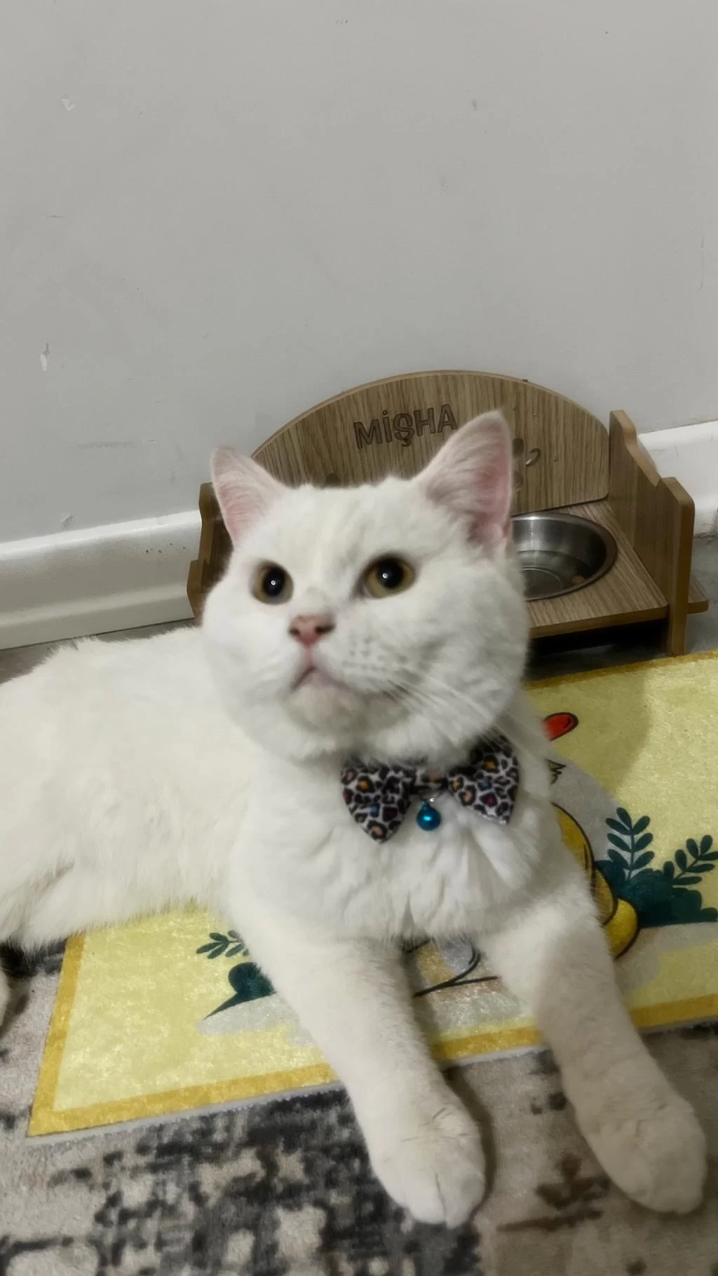 Pamuk Kedimiz Mişhamı Sahiplendirme