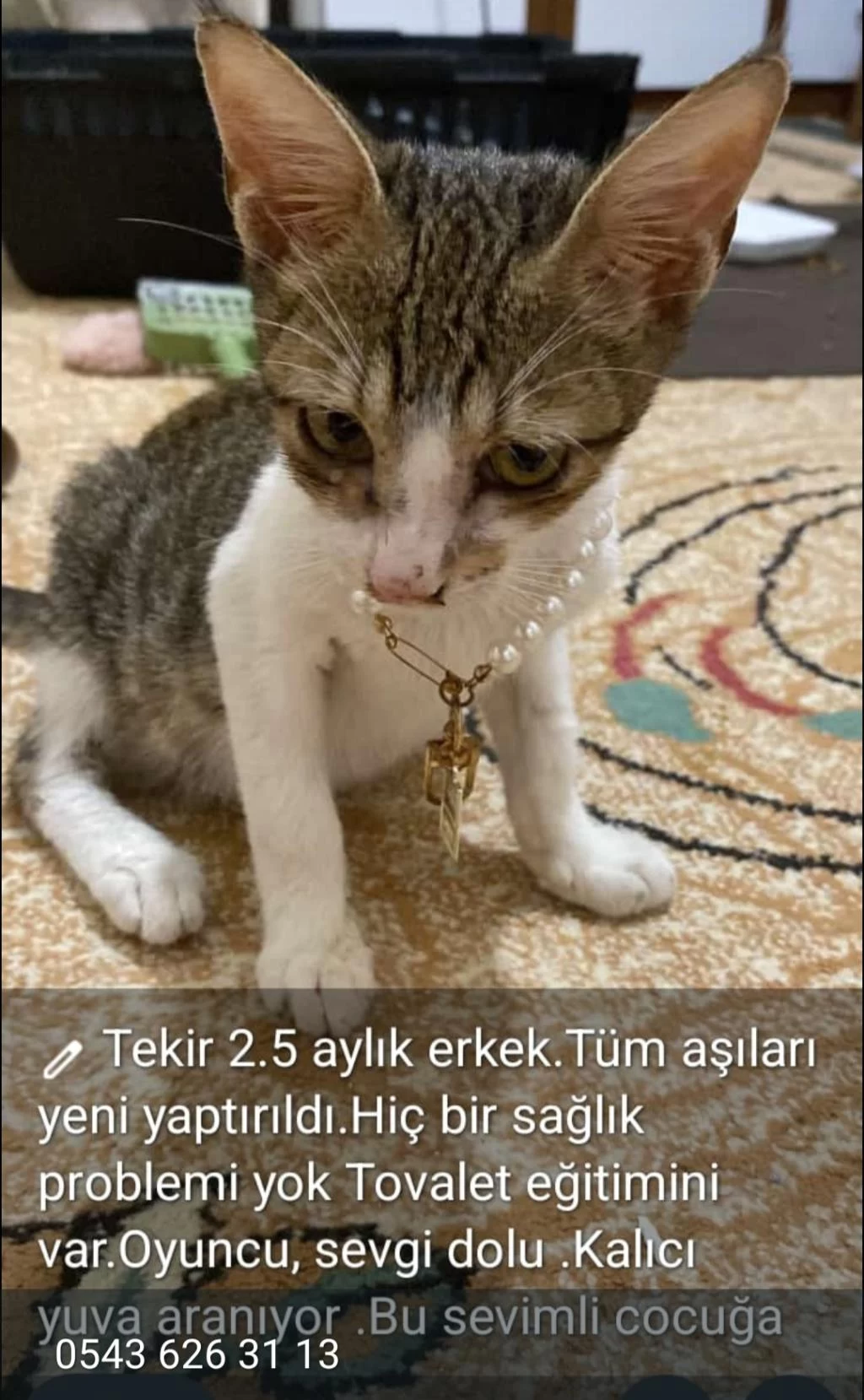 Çok Uysal Tekir Kedimiz Yeni Yuvasını Arıyor