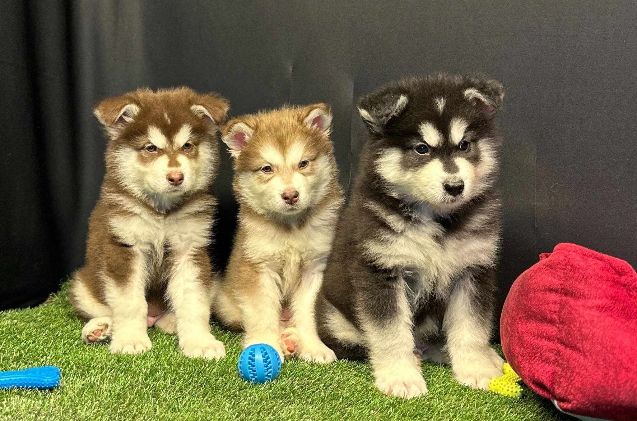 Kutuplardan Gelen Soğuk Güzellik Alaskan Malamute Yavruları