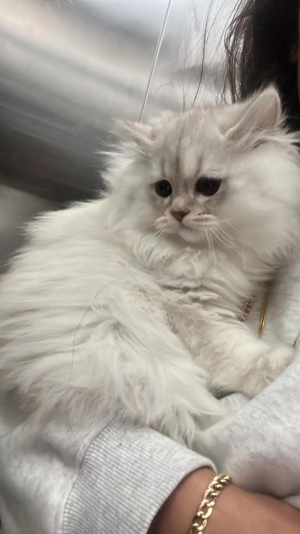 Fiyat Düştü Aciliyetten Uygun Masrafsız British Longhair
