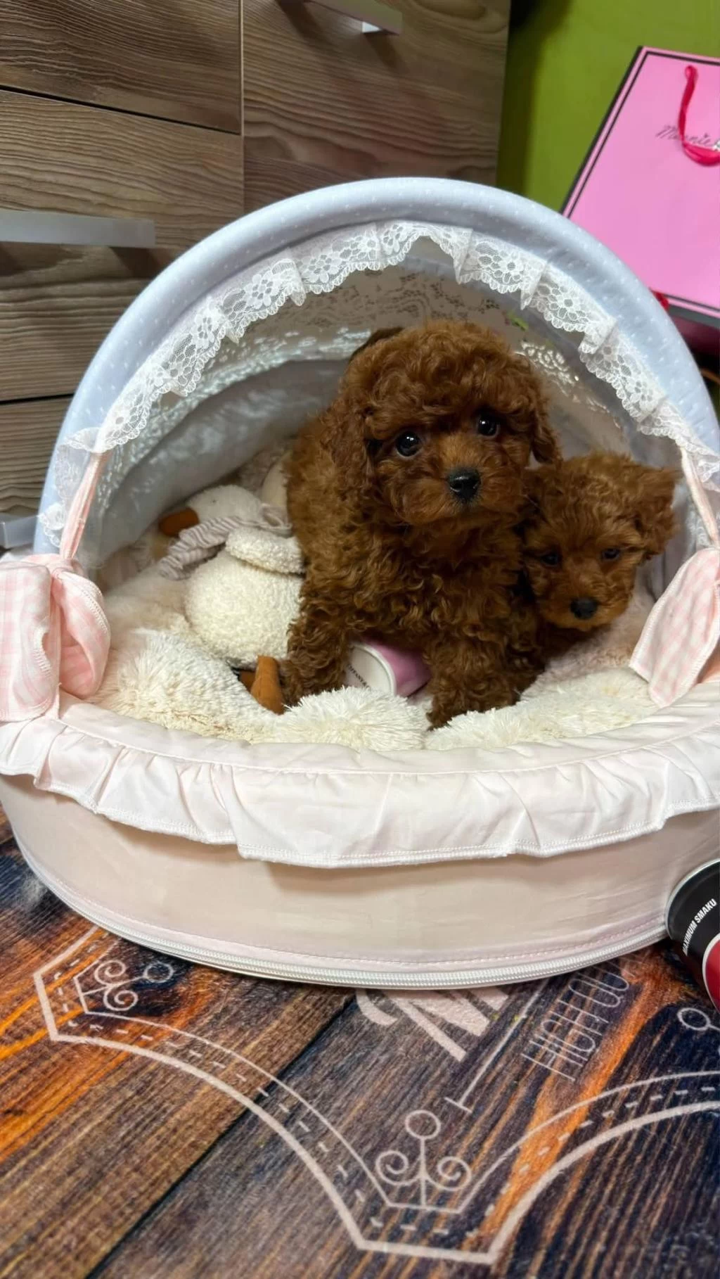 Ruhsatli Köpek Çiftliğinden Toy Poodle Yavrularimiz