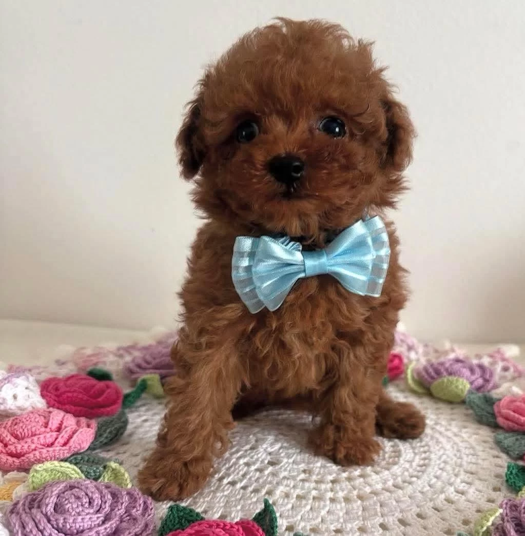 Toy Poodle Cinsi Sevimli Yavrularimiz