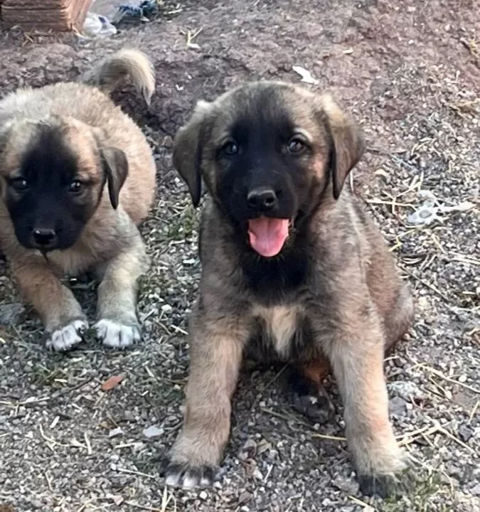 Kangal Yavruları Mevcut