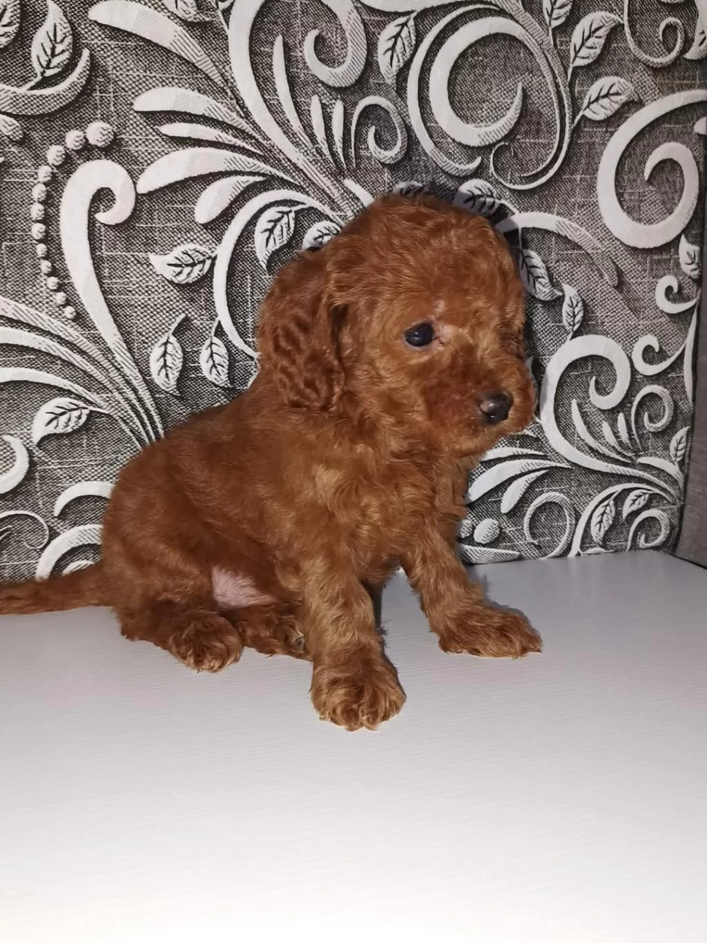 Toy Poodle Sevimli Yavrularimiz