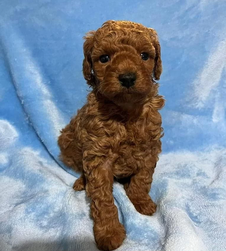 Toy Poodle Yavrularimiz Seçkin Kan Hatlari