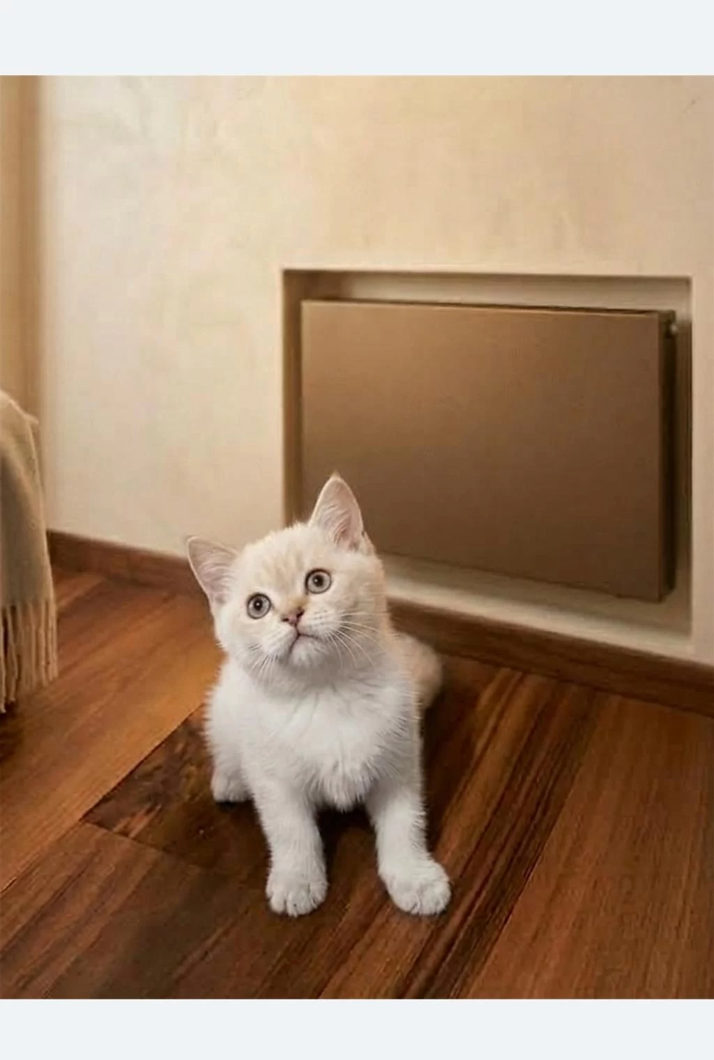 Pendik Evden British Shorthair
