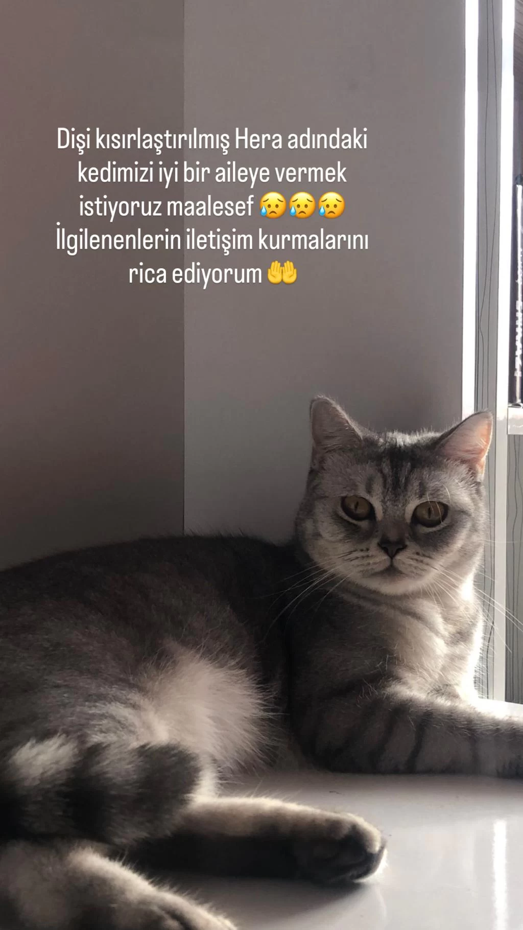 Evimizin British Bebeğini Mecburen Sahiplendirmek İstiyoruz