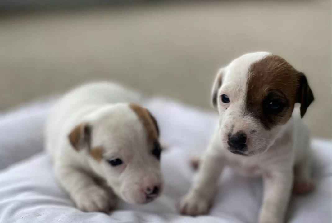 Kısa Bacak Jack Russell