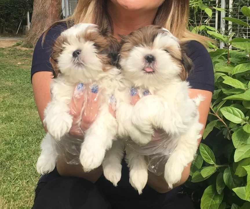 Orjinal Shih Tzu Bebekler