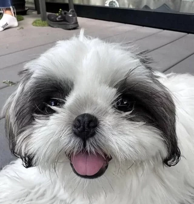 Safkan Burun Shihtzu Bebekler
