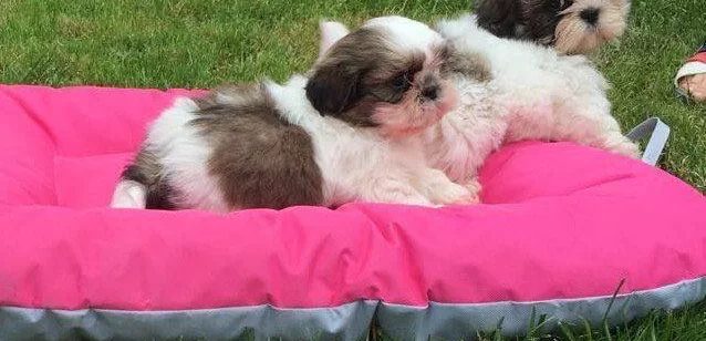 Saf Irk Hari Ka Shi H Tzu Bebekleri M