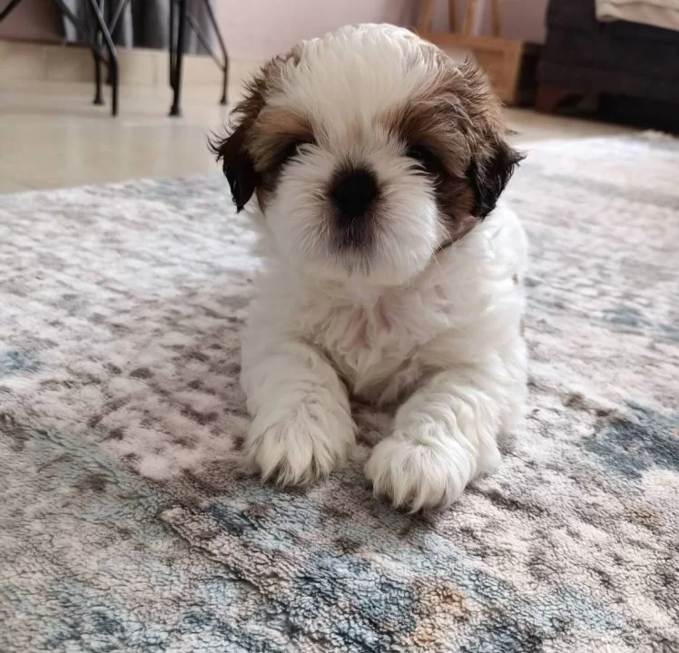 Mükemmel Renkler Shih Tzu Bebekler