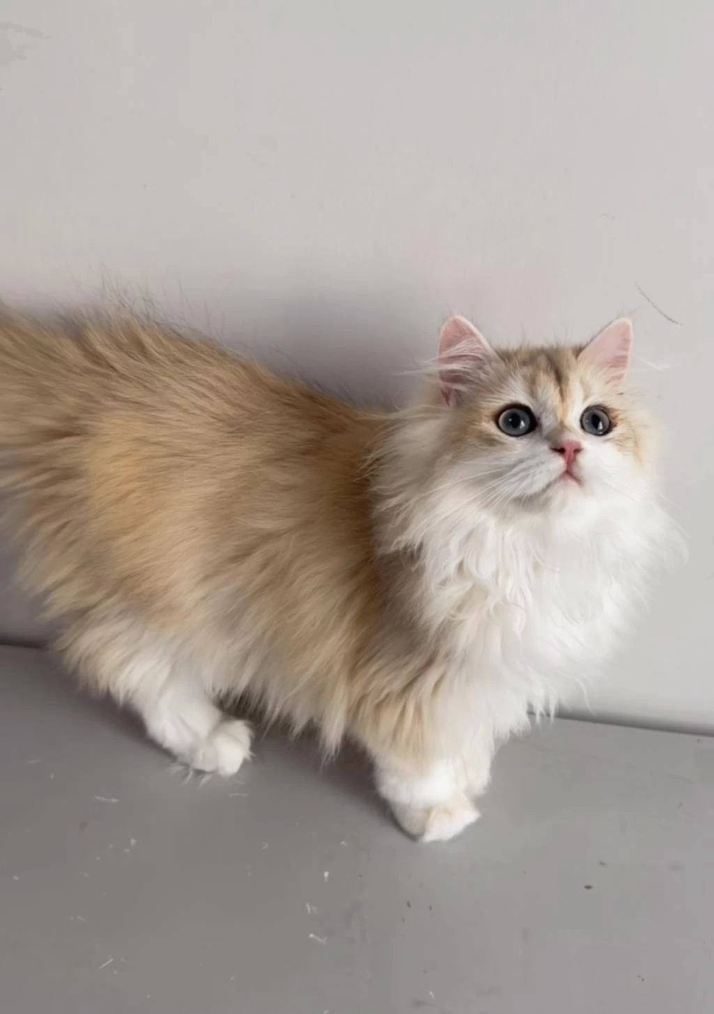 British Longhair 5 Aylık Erkek