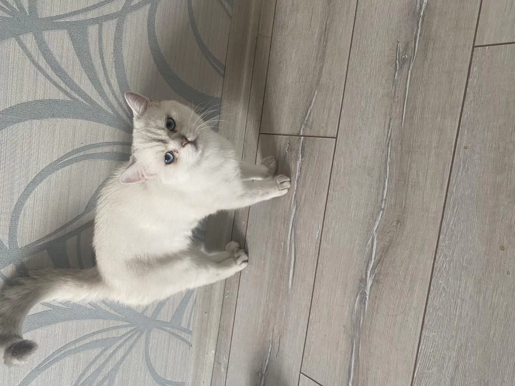 10 Aylık British Shorthair Tamamen Ücretsiz