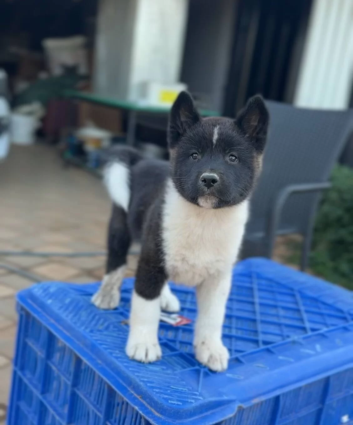 Garantili Safkan Amerikan Akita Yavruları