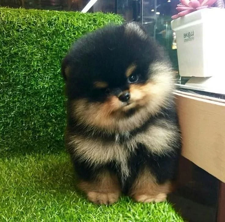 Black Tan Dişi Pomeranian Boo Farklılık Arayanlara
