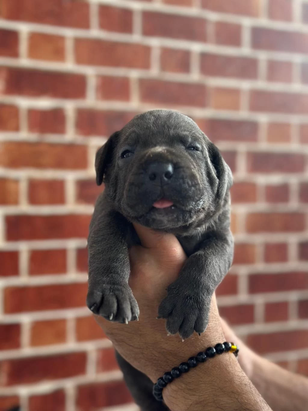 Dev Cane Corso Yavrular