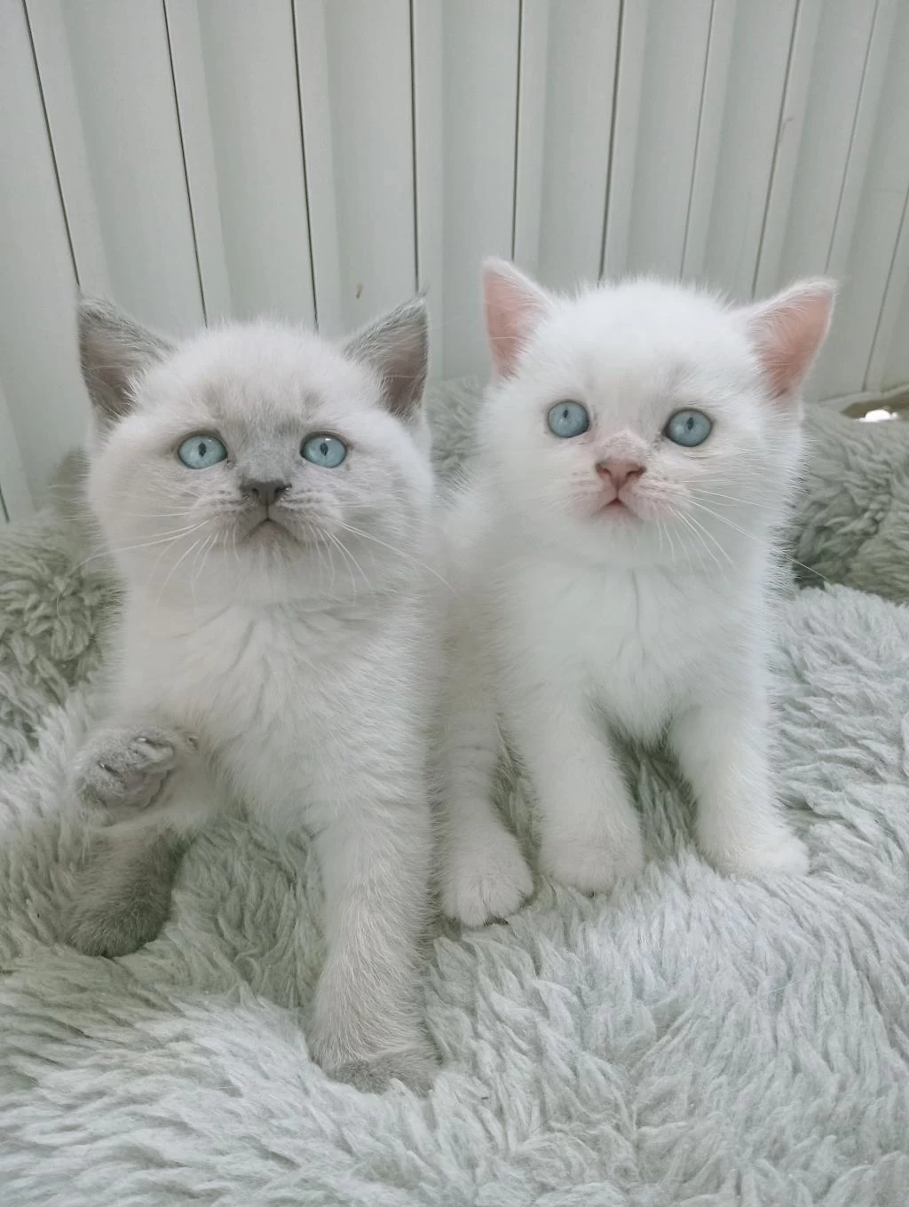Mavi Gözlü Blue Point Yavru Kedilerimiz