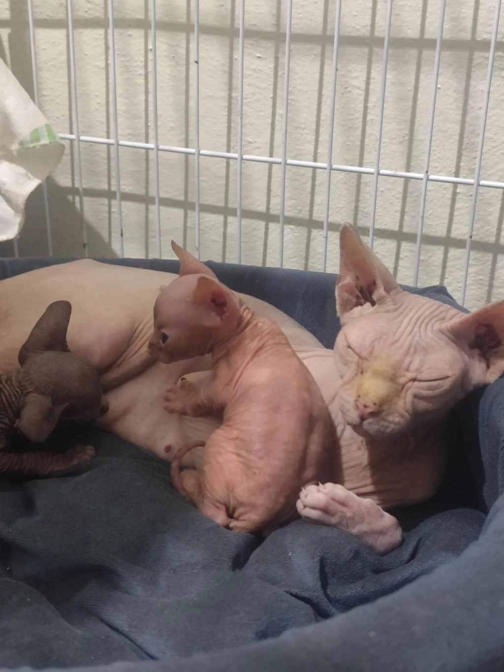 Sağlıklı Sphynx Home