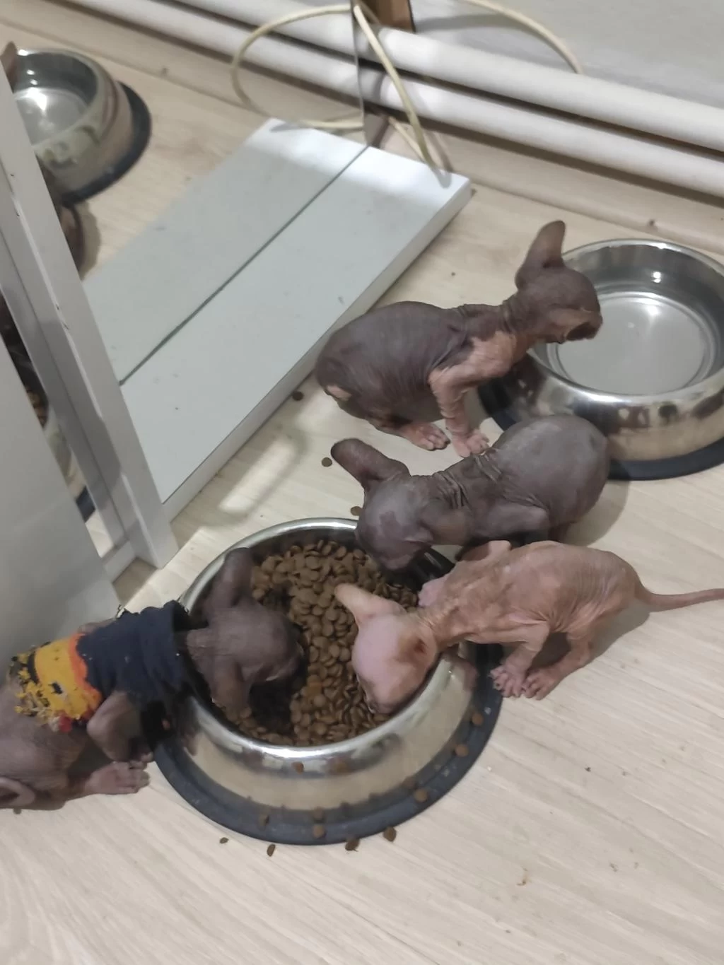 Sphynx Home Yavrularımız