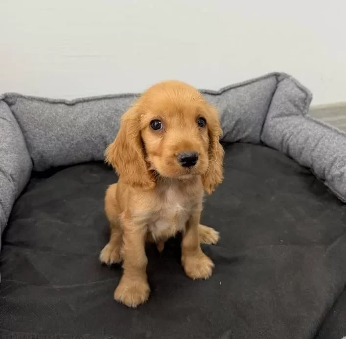I Ngiliz Cocker Spaniel Bebeklerim