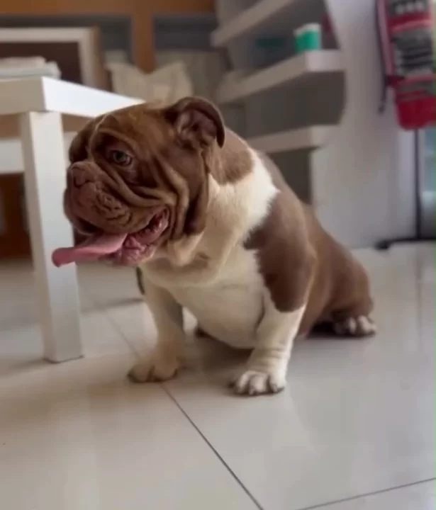 Exotic Çikolata İngiliz Bulldog