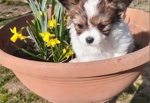 Papillon Teacup Erkek Bebekler Babası Türkiye Şampiyonu