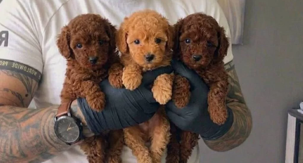 Kıvırcık Enerji Küpü Toy Poodle Yavruları