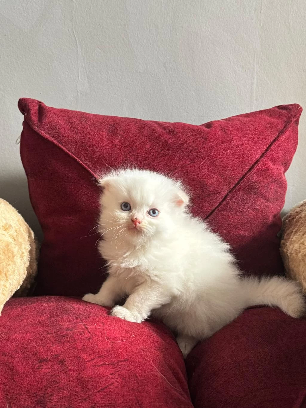 Beyaz Mavi Gözlü Scottish Fold Bebekler