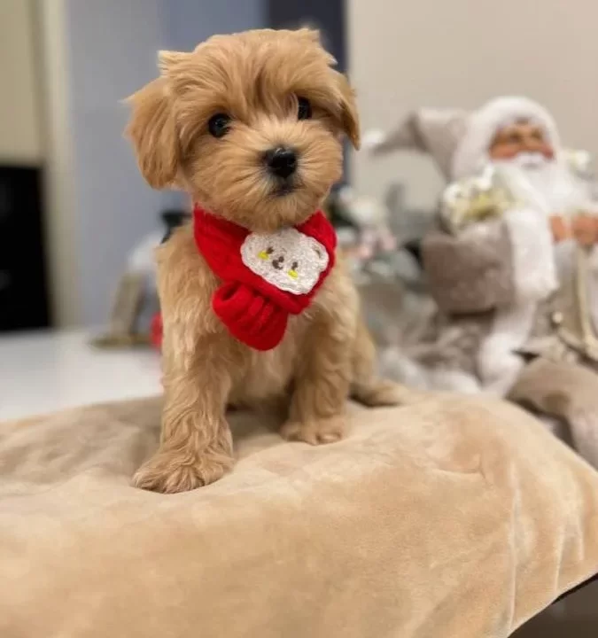 Malti̇poo Ci̇nsi̇ Yavrular