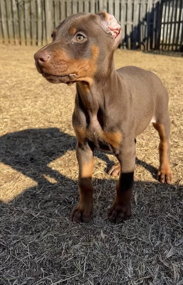 A++ Kalite Anne Baba Şecereli Doberman Yavrular