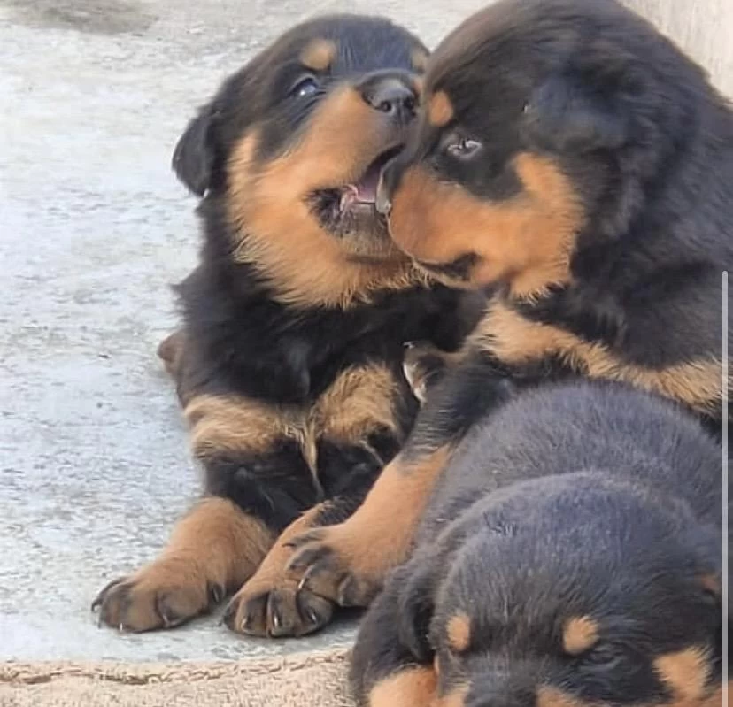 A++ Kalite Anne Baba Şecereli Rottweiler Yavrularımız