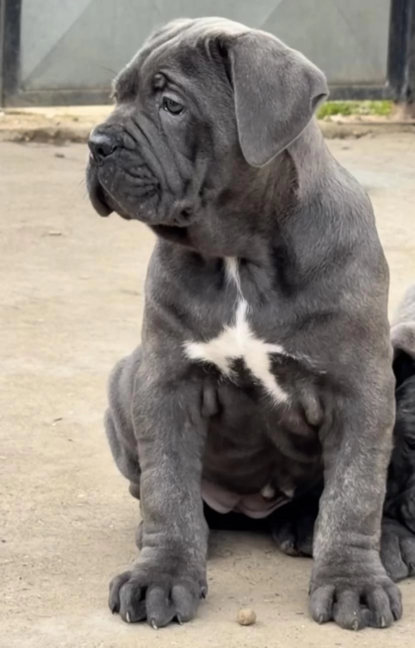 A+ Kalite Anne Baba Şecereli Cane Corso Yavrularımız