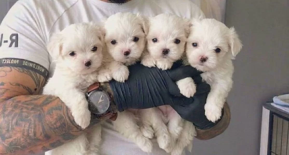 Gülen Surat Maltese Terrier Yavruları