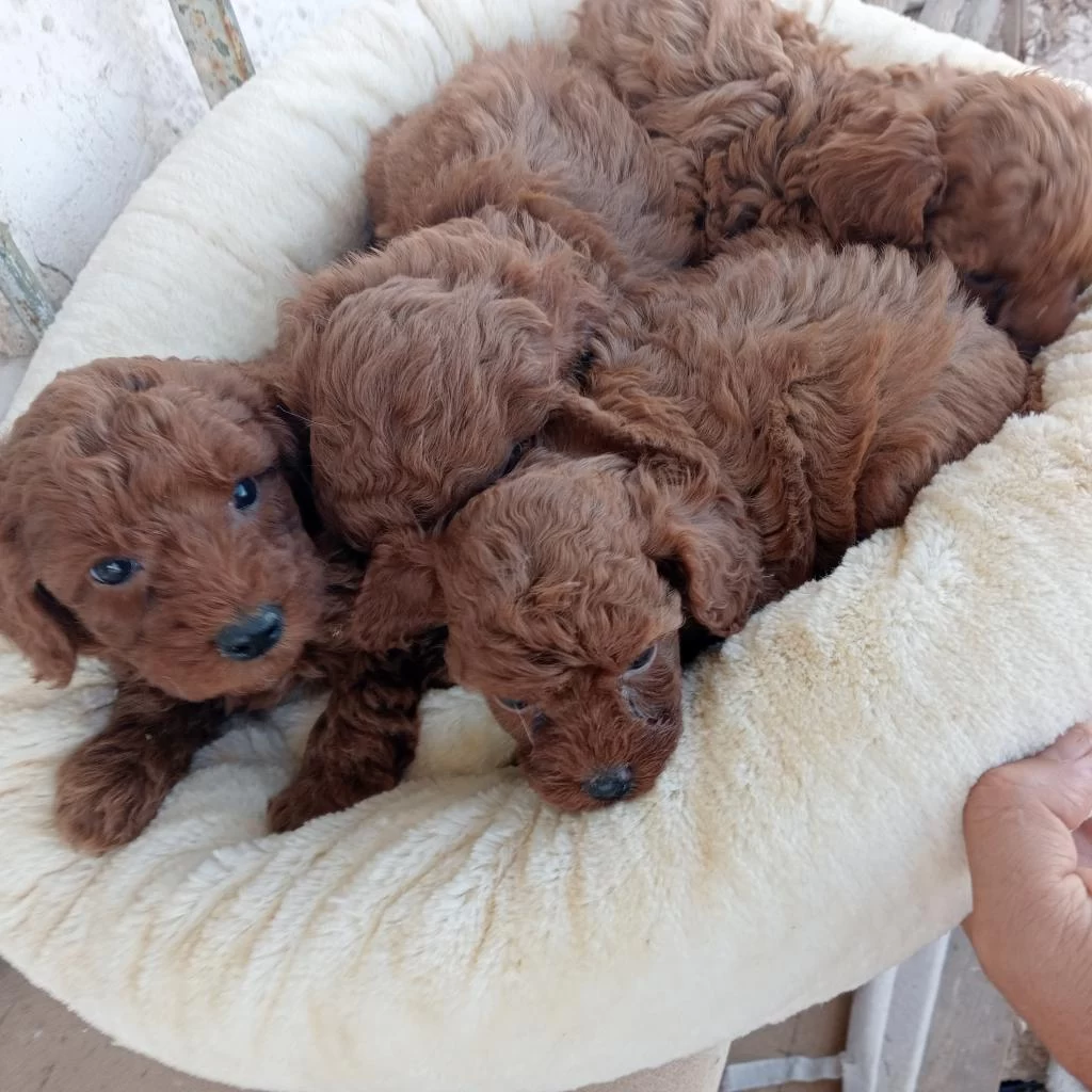 Kore Kan Red Brown Poodle Yavrular