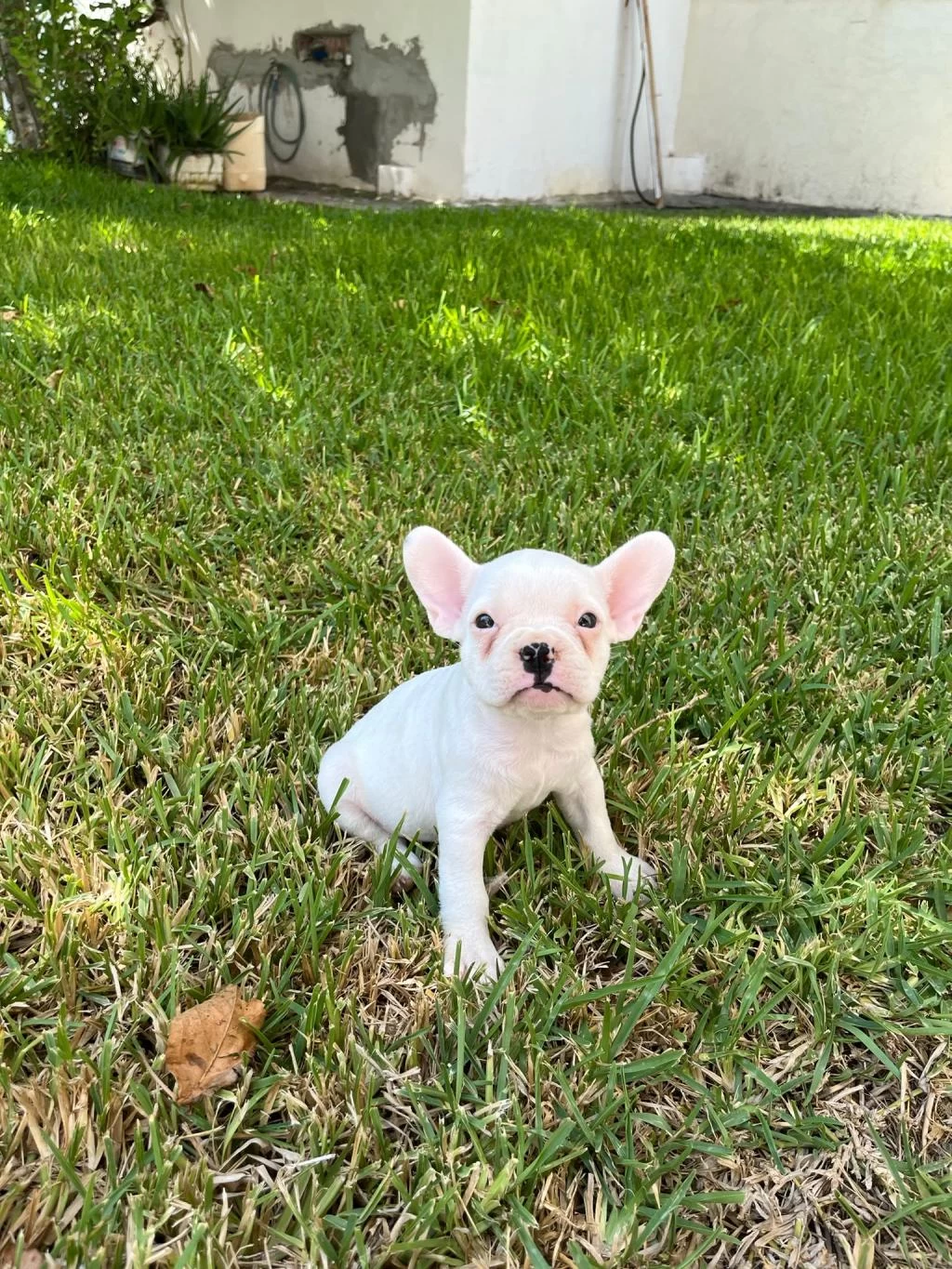 Kalite Tesadüf Değildir French Bulldog Yavrularımız