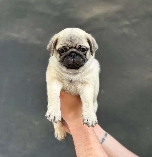 Üst Kalite Pug Mops Bebekler